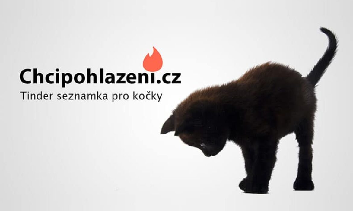 Kočky zaplavily český Tinder